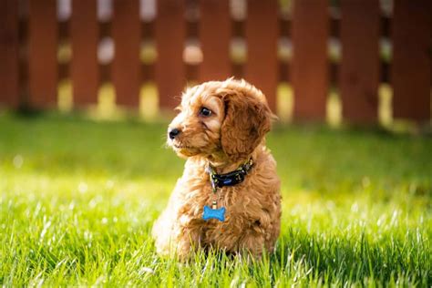 Image result for Mini Cockapoo