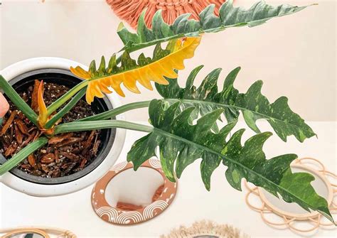 How to Grow and Care for Philodendron Ring of Fire