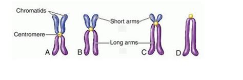 Image result for Chromosome Microarray Test