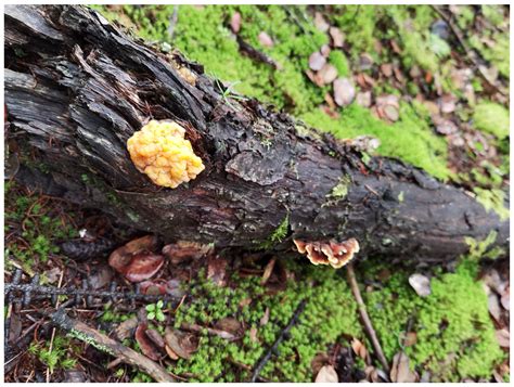 Whole Genome Sequencing and Annotation of Naematelia aurantialba ...