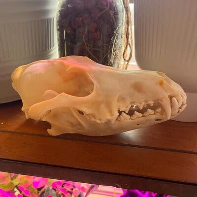 Image result for Common Snapping Turtle Shell