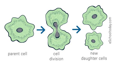 Image result for Binary Fission Reproduction