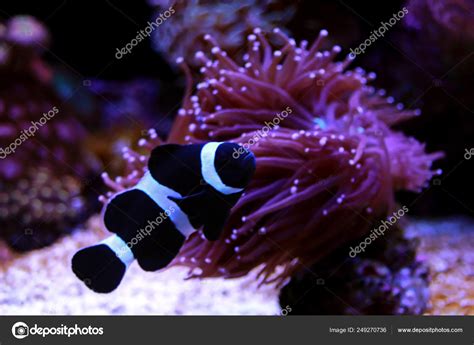 Black And White Clownfish