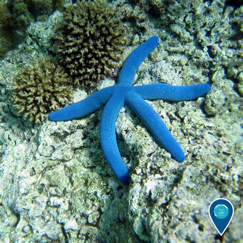 NOAA's Office of National Marine Sanctuaries — Oh my sea stars! This ...