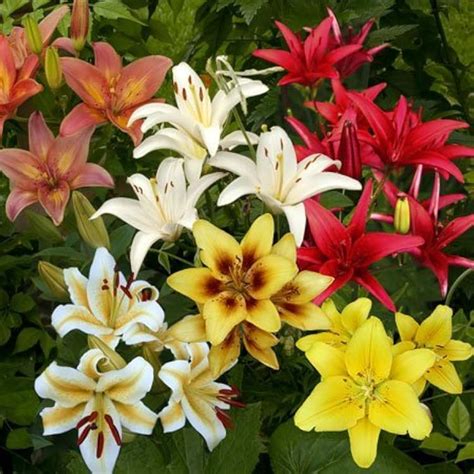 Willard&May Asiatic Lilies Mix (10 Pack of Bulbs) - Freshly Dug India ...