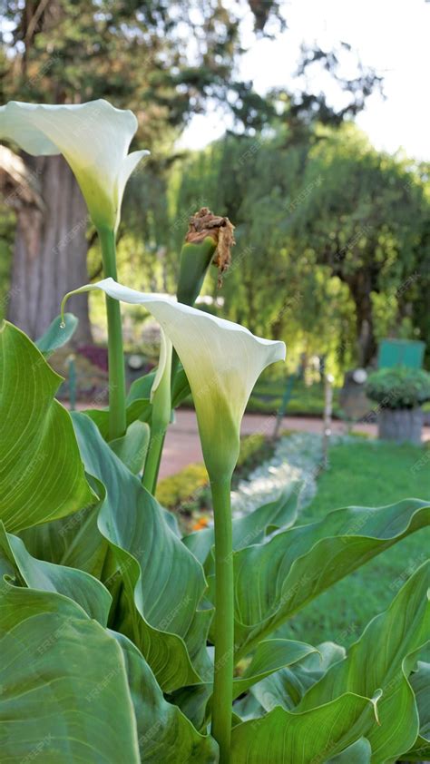 Premium Photo | Beautiful white flowers of zantedeschia aethiopica also ...