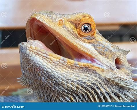 Bearded Dragons Teeth