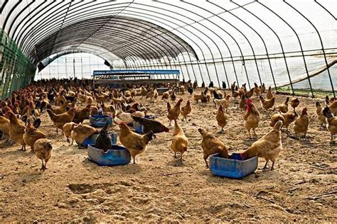 為防止禽流感，養雞場應如何科學有效的進行消毒？ - 每日頭條