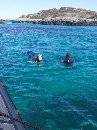 Basking Shark Scotland (Oban) - 2022 What to Know Before You Go (with ...