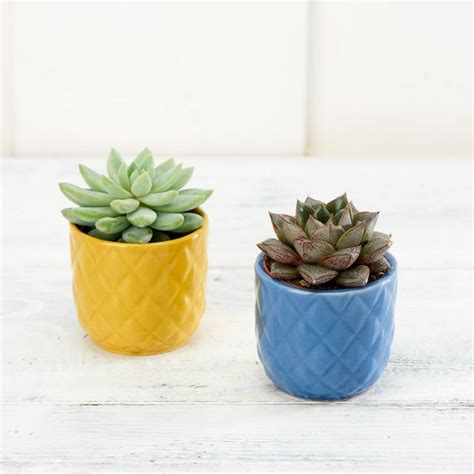 Buy Succulent, Cacti & Seeds Online | Save up to 80% – Plant Orbit