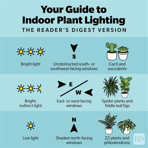 Bright Indirect Light: Your Complete Guide to Happy Houseplants - Wave Sold