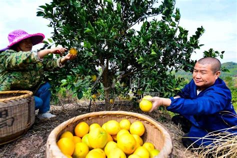 江西赣州：脐橙丰收-人民图片网