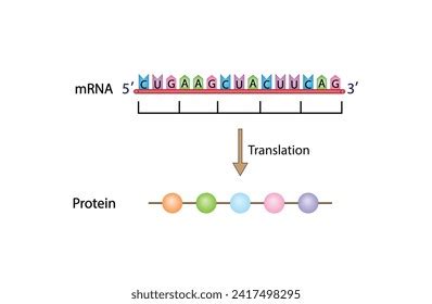 Image result for Translation Genetic Code