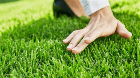 Does Grass Spread? A Simple Lawn Care Guide - Randy Lemmon