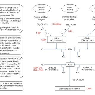 Image result for MBL Pathway Complement System