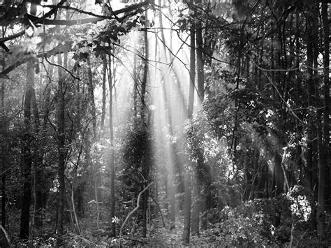 The Extinction of Irena Rey — croftwork