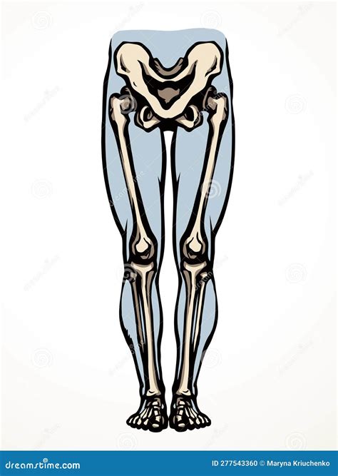 Dibujo Vectorial. Huesos De La Pierna Ilustración del Vector ...