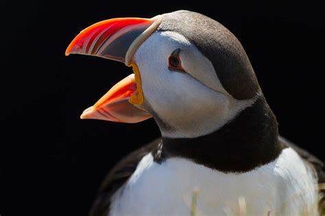 Puffins - Visit Anglesey