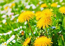 Image result for Dandelion HD Wallpapers 1080P
