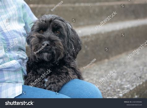 Image result for Baby Black Cockapoo