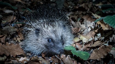 "Underrated predators": 5 surprising facts about hedgehogs - Predator Free NZ Trust