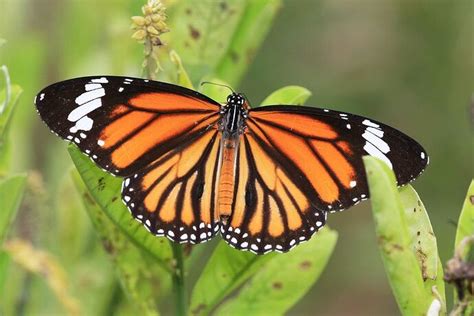 🦋 From One Tiny Wing to Endless Scientific Wonders - CUBE - ChatShaala