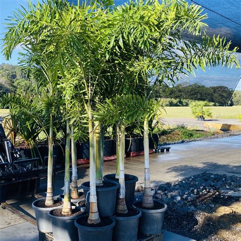 Various palms - Sunshine Coast Plants