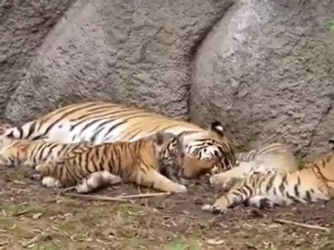 Mama Tiger Snuggles Up With Her Cubs