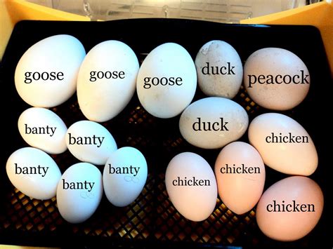 Compare Egg Sizes: Banty, Duck, Chicken, Goose, Peacock