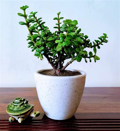 Buy Jade Plants With White Pot By Abana Homes Online - Artificial Plants - Artificial Plants ...