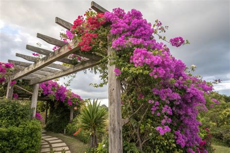 18+ Creative Trellis Ideas for Bougainvillea