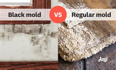 How To Clean Mold Off Drywall | Angi