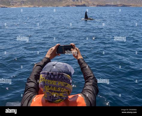 Killer whale pod Orcinus orca, ad tourist off Punta Colorada, Isla San ...