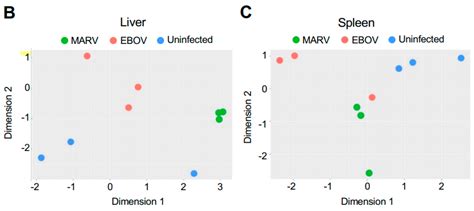Marburg and Ebola Virus Infections Elicit a Complex, Muted Inflammatory ...