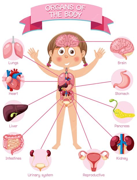 Partes Del Cuerpo Humano: Una Guía Completa Para Niños – UHHFW