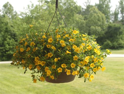 Calibrachoa In Hanging Baskets at Becky Hansen blog