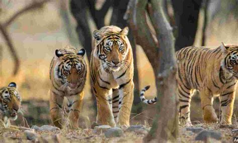 India's Tiger Population Reaches 3,925 with 6.1% Annual Growth Rate ...
