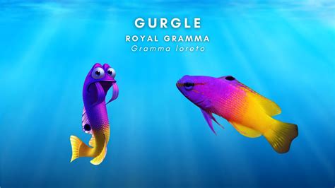 Meet The Real-Life Animals From Finding Nemo — Kaimana Conservation