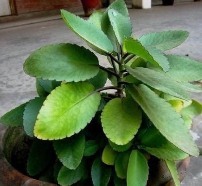 GreenHorizon Bryophyllum Pinnatum/Patharchatta Plant Price in India ...