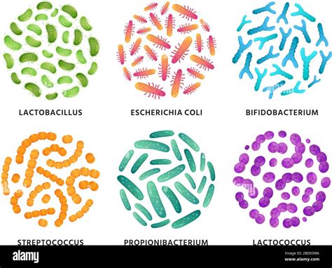 Probiotics. Lactobacillus, bifidobacterium and lactococcus probiotic bacteria in circle. Good ...