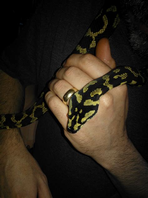 Adult Female Jungle Carpet Python 的图像结果