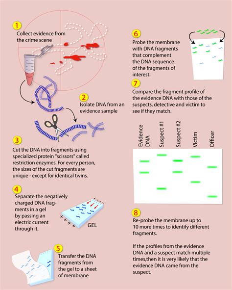 DNA in Forensic Science 的图像结果