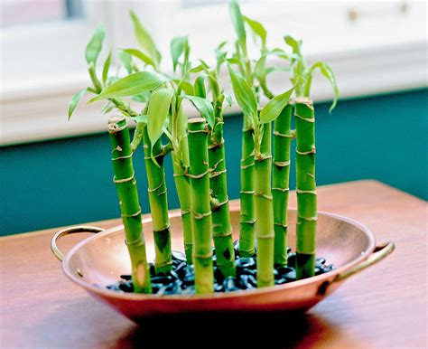 Indoor Bamboo Plants