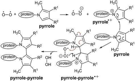The Adductomics of Isolevuglandins: Oxidation of IsoLG Pyrrole ...