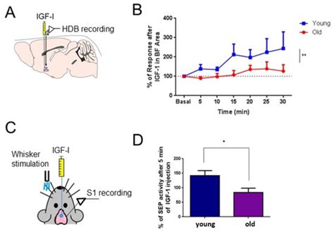 Cells | Special Issue : Aging in Neuronal Networks
