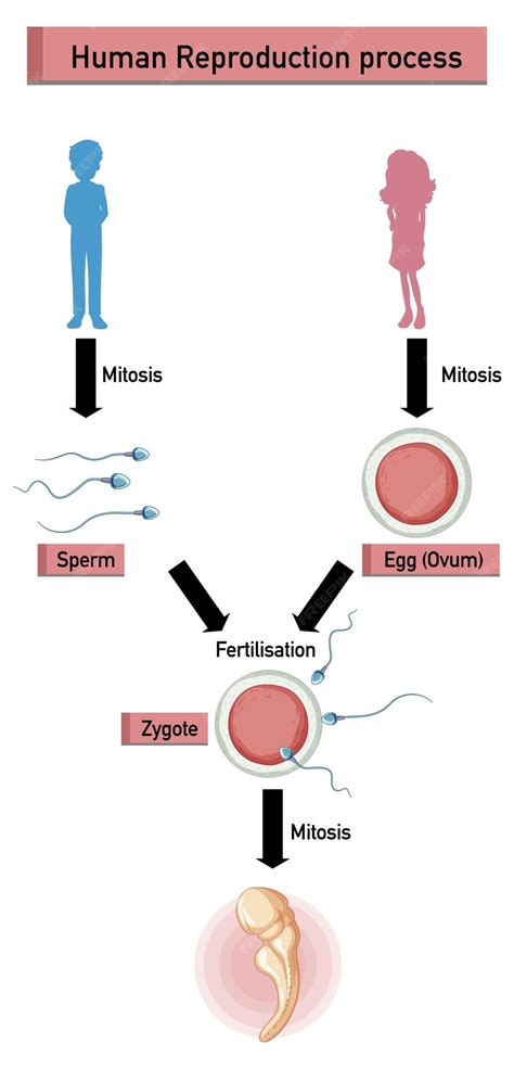 Image result for Science Human Reproduction