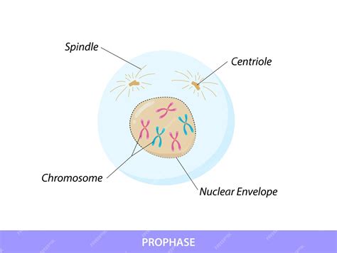 Prophase La première étape de la mitose | Vecteur Premium