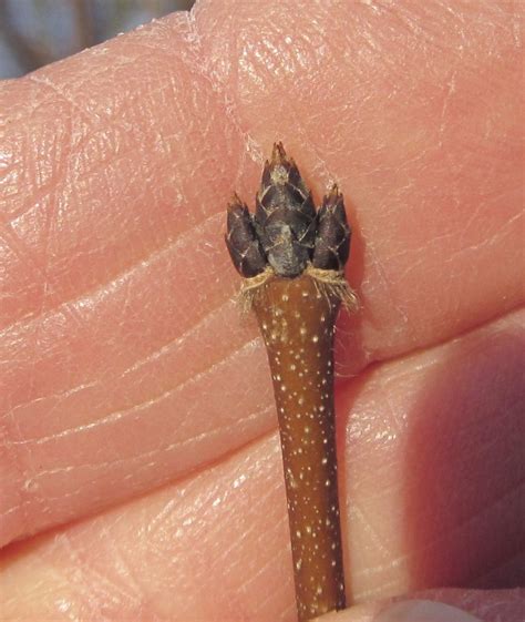 Image result for Maple Tree Identification