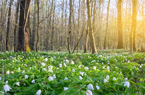 Beautiful Spring Forest 的图像结果