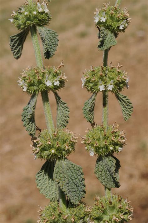 Marrubium vulgare L. | Plants of the World Online | Kew Science